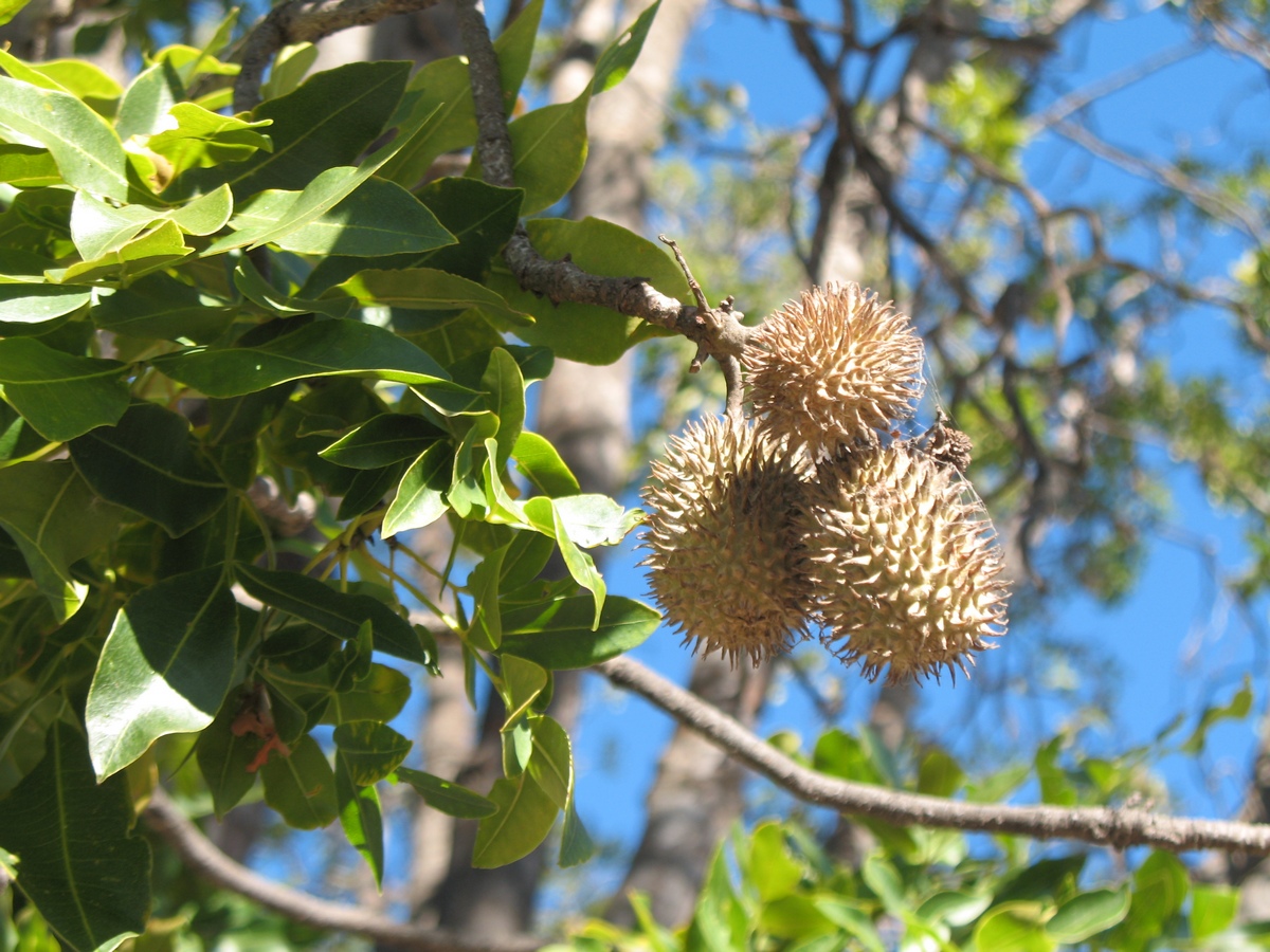 Crows ash seed pods for sale.